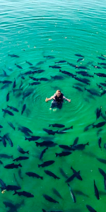 Foto aérea de um lago com um homem no meio e muitos peixes em torno do mesmo em formato de um círculo.