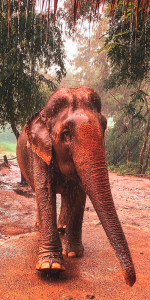 Foto de um elefante de frante sujo de lama avermelhada.