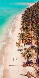 Foto aérea da beira da praia com muitos coqueiros.
