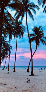 Foto do pôr do sol na praia com alguns coqueiros na areia.