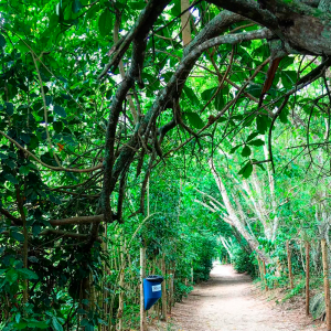 Foto de uma trilha com árvores da Reserva de Marapendi