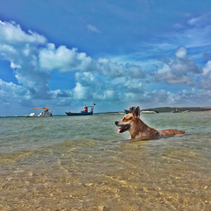 Imagem de um cachorro deitado na água do mar com barcos ao fundo
