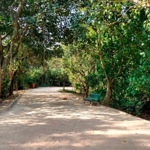 Foto de um caminho entre as árvores do Bosque da Barra