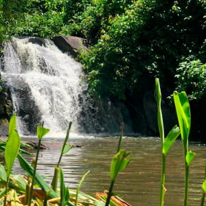 Foto de uma cachoeira com vegetações em primeiro plano