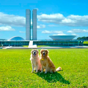 Prédio do Congresso Nacional ao fundo com uma extensa grama em sua frente com dois cachorros olhando para a câmera durante o dia e o céu azul.