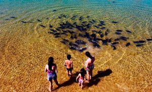 Foto de pessoas em água calma e cristalina ao lado de um cardume de peixes nativos