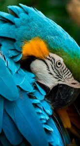 Bela arara azul no Pantanal