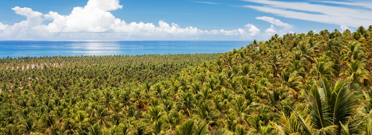Milhares de coqueiros em área ecológica se estendem até o mar.